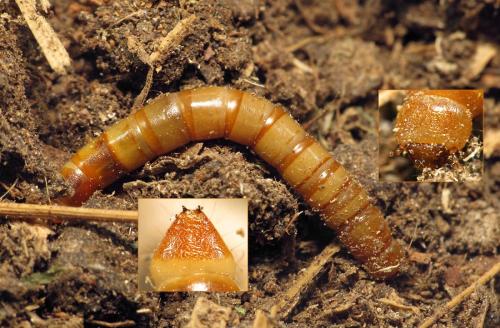 Blaps lethifera