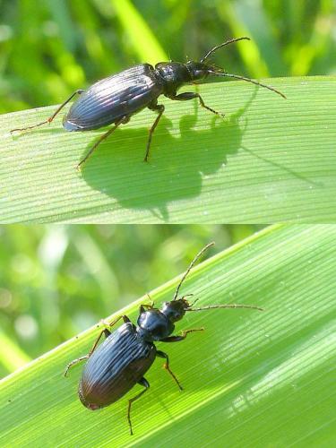 Réf. 93 115 : Agonum sp.