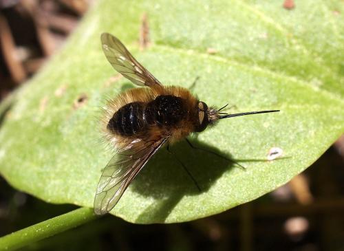 Réf. 93 084 : Bombylius sp.