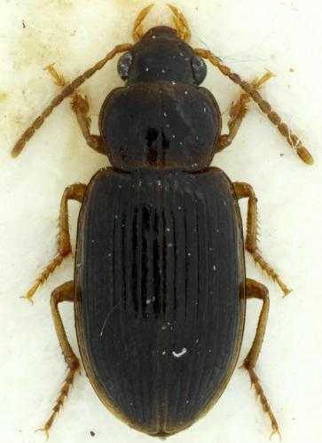 Réf. 93 749 : Bradycellus csikii