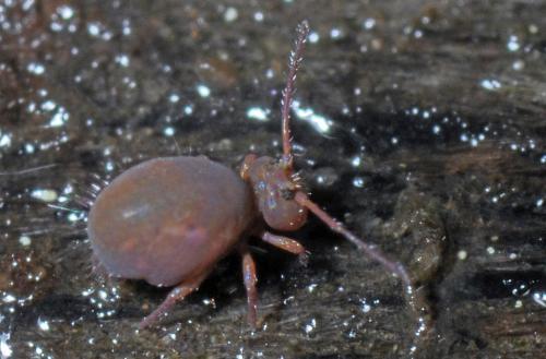 Calvatomina rufescens