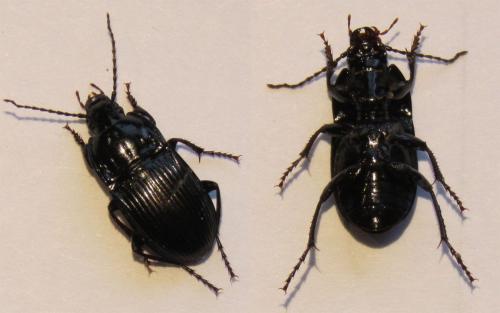 Abax ovalis