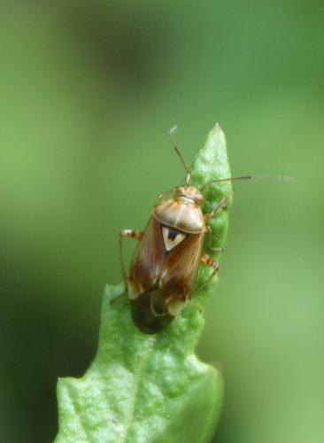 Lygus sp.