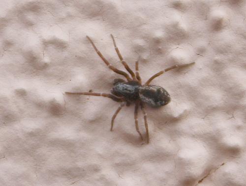 Brigittea civica