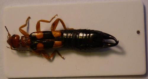Carcinophora percheroni
