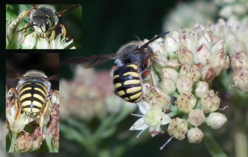 Réf. 93 130 : Anthidium oblongatum