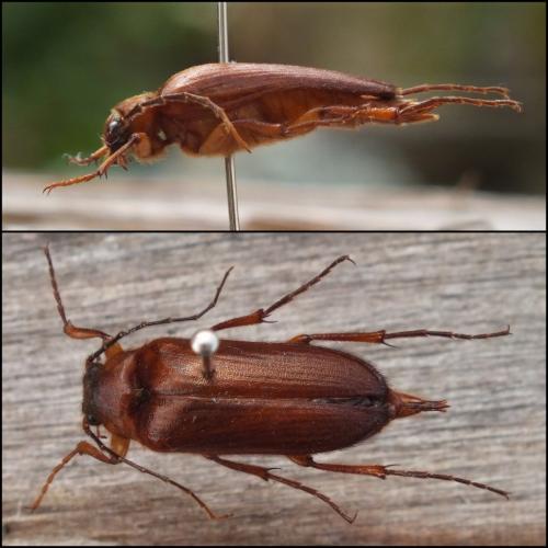Réf. 93 026 : Cebrio corsicus