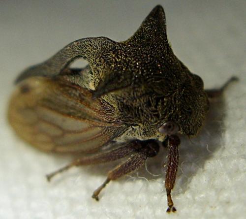 Centrotus cornutus