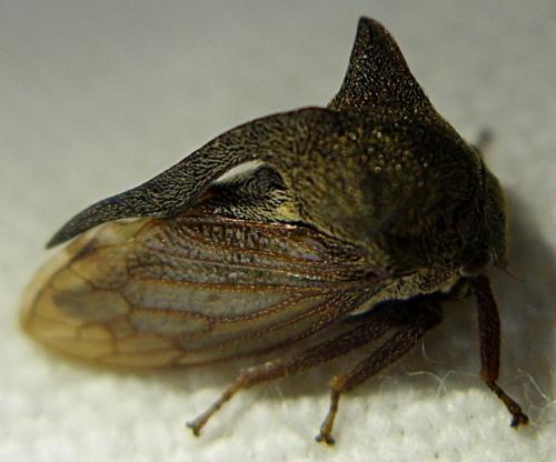 Centrotus cornutus