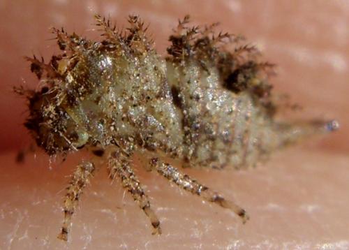 Stictocephala bisonia