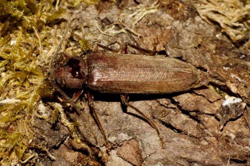 Réf. 93 150 : Arhopalus rusticus