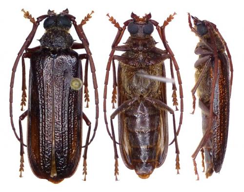 Tragosoma chiricahuae