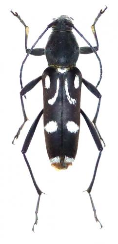 Réf. 93 933 : Chlorophorus nivipictus