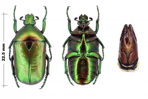 Réf. 93 725 : Chondrorrhina sp.