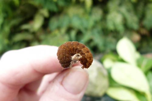Réf. 93 131 : Charanyca ferruginea