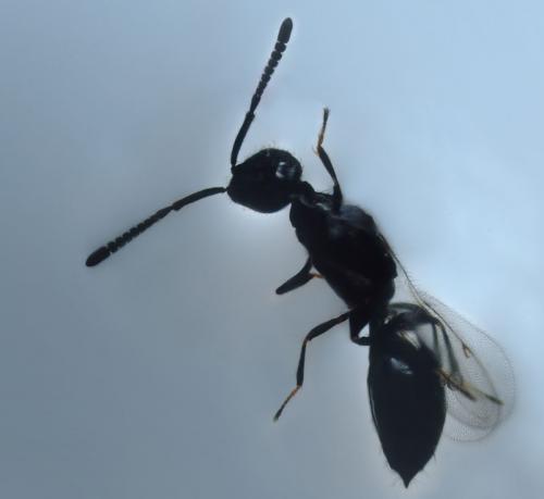 Spalangia sp.