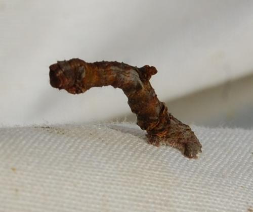Opisthograptis luteolata