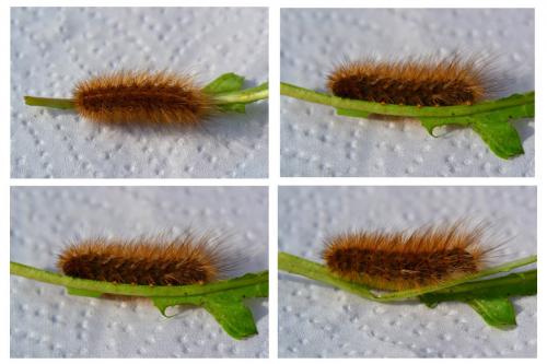 Phragmatobia fuliginosa
