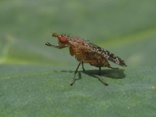 Euthycera chaerophylli