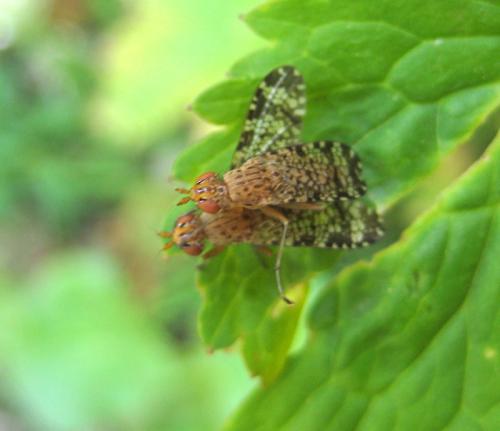 Réf. 93 122 : Euthycera chaerophylli