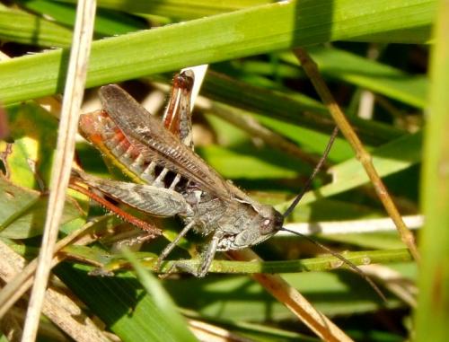Réf. 93 301 : Chorthippus mollis