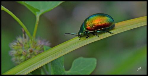Réf. 93 232 : Chrysolina graminis