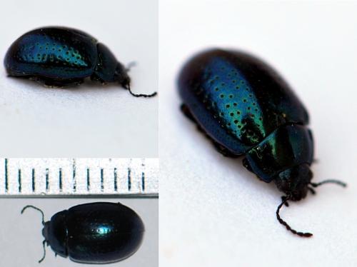 Chrysolina sp.