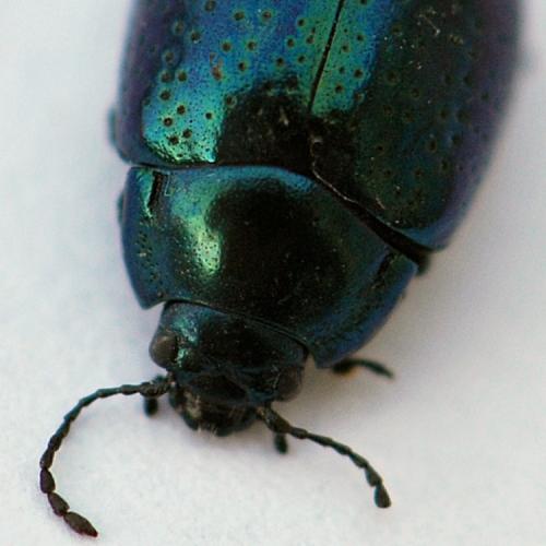Chrysolina sp.