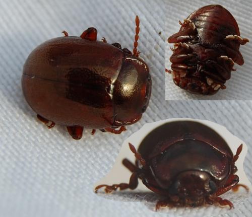 Chrysolina staphylaea