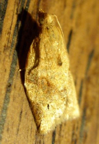 Clepsis consimilana
