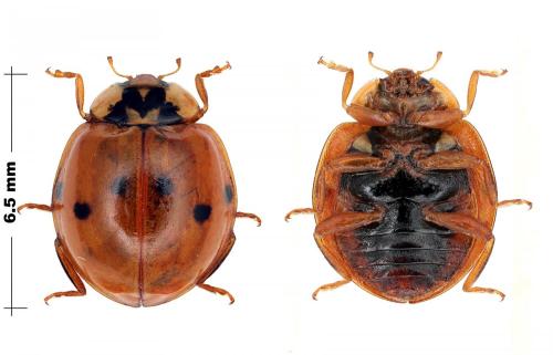 Réf. 93 142 : Harmonia axyridis