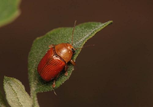 Réf. 93 236 : Cryptocephalus sulphureus