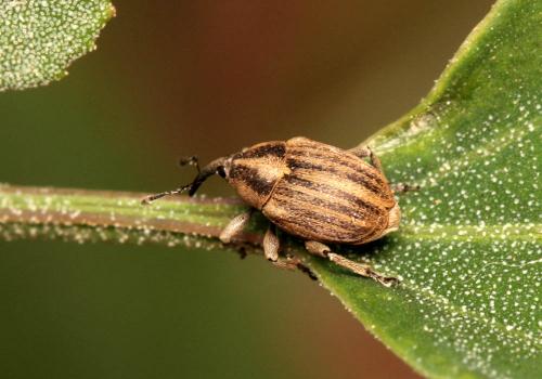 Réf. 93 237 : Sibinia pellucens