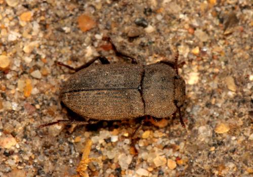 Réf. 93 485 : Gonocephalum pygmaeum
