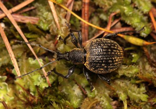 Réf. 93 289 : Otiorhynchus pseudonothus
