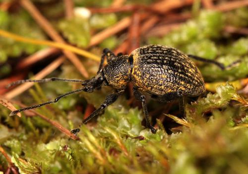 Réf. 93 290 : Otiorhynchus pseudonothus