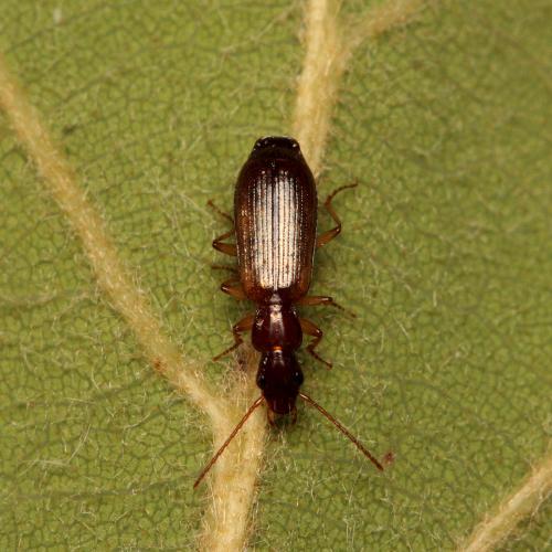 Réf. 93 792 : Paradromius linearis