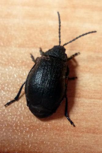 Réf. 93 333 : Galeruca tanaceti