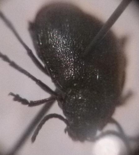 Galeruca tanaceti