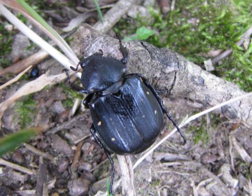 Réf. 93 325 : Gnorimus variabilis