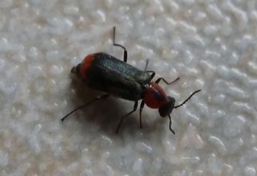 Attalus sp.