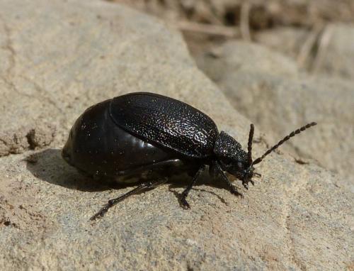 Réf. 93 527 : Galeruca sp.