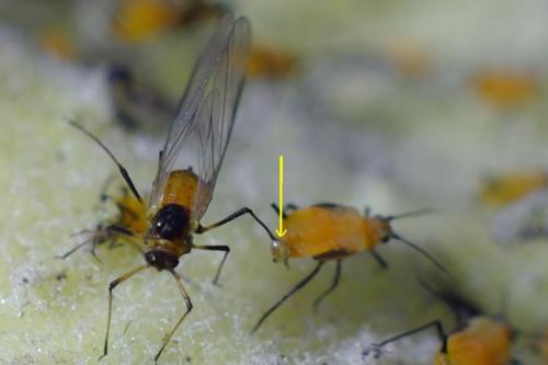 Aphis nerii