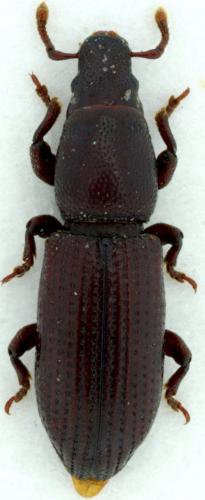 Réf. 93 770 : Rhyncolus ater