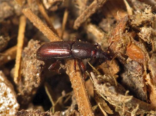 Réf. 93 635 : Pentarthrum huttoni