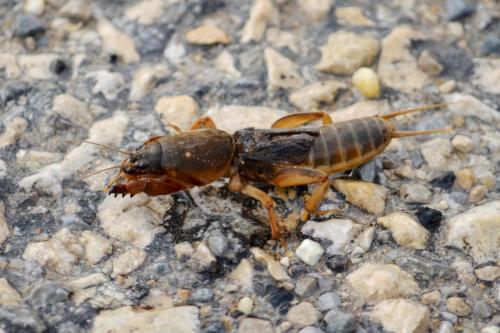 Réf. 93 650 : Gryllotalpa sp.