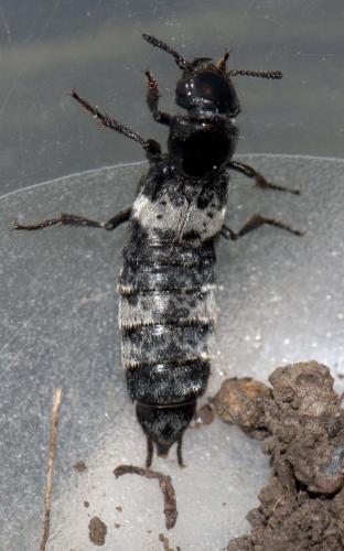 Creophilus maxillosus