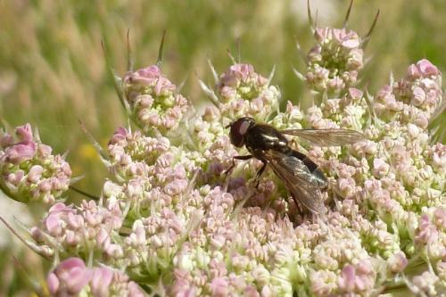 Cheilosia sp.