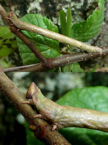Biston betularia
