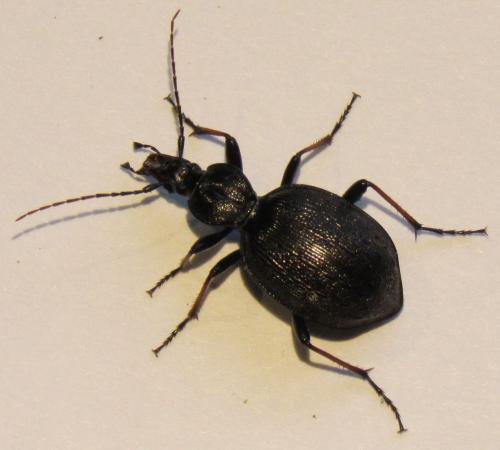 Réf. 93 346 : Cychrus attenuatus